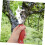 Tree Bark Stripping Tool Precision Girdling Cutter for Pomelo Pear Apple Trees Orchard Growth Control 4