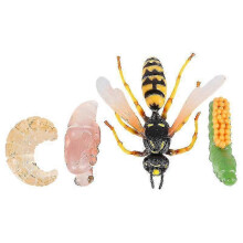 1 set/4 pezzi Modello realistico di crescita di insetti Vespe Espositore Ornamento Giocattolo Cognitivo per Bambini