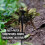 3Pcs Weed Puller Tool,Weeding Artifact Uprooting Removal Tool 5