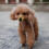 Dog Muzzle,adjustable Nylon Mesh Muzzle compatible with Small Medium Large Dogs,prevent Biting Chewing And Licking 5