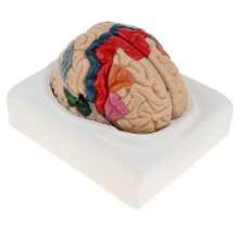 Modèle de cerveau détachable du cerveau humain