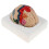 Detachable Brain Model Human Brain 1