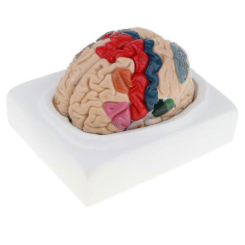 Detachable Brain Model Human Brain 1