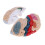 Detachable Brain Model Human Brain 4