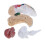 Detachable Brain Model Human Brain 5