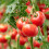 Red de enrejado de yute 3