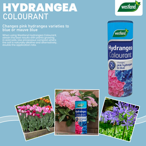 Westland Westland Hydrangea Colourant 500g Blue Bloom 2