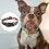 Halloween pet collar multi-color adjustable size Compatible with small, me 4