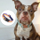 Halloween pet collar multi-color adjustable size Compatible with small, me 5