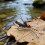Fliegenfischen, Nass-/Trockenköder, Fliegenköder, 6