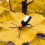Fliegenfischen, Nass-/Trockenköder, Fliegenköder, 7
