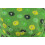 (Green) SSP Hats Puffer Fish Sun Hat 2