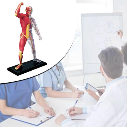 Assembling Toy for Skeleton Model, Miniature Human Muscles Anatomy Teaching Tool 1