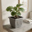 Athens Square Planter 40cm in Grey | Durable Plastic Garden Planter 2