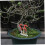 Bonsai Branch Bending Tool for Precise Trunk Control and Easy Bonsai Styling 4