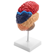 Cerebral Anatomisk Modell Anatomy 1:1 Half Brain BrainStam Teaching Lab TillbehöR