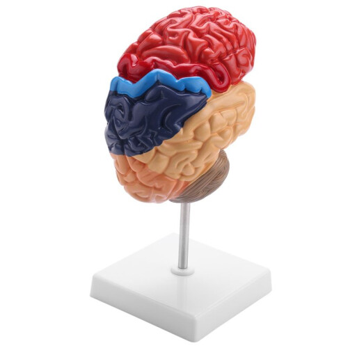Cerebral Anatomical Model Anatomy 1:1 Half Brain Brainstem Teaching Lab Supplies