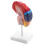 Cerebral Anatomical Model Anatomy 1:1 Half Brain Brainstem Teaching Lab Supplies 8