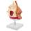 Model Plastiek Metaal Voor Klinisch 1