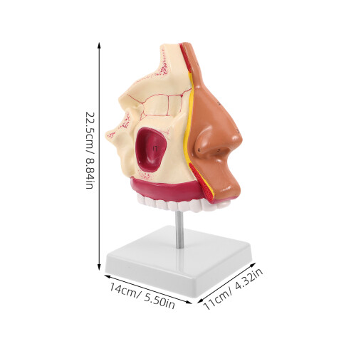 Model Plastiek Metaal Voor Klinisch 1