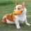Ρύγχος Rhino Snout XL (18-20cm) για μεσαίους/μεγάλους σκύλους. Αντιδαγκώνει και αντιγαυ 5