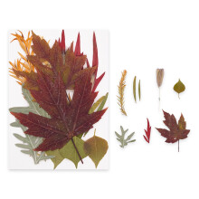Natural Pressed Plant Supplies For Handmade Jewelry Soap-G