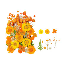 35 Stück natürliche trockene Blumenblätter für- Voller Orangen