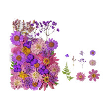 Natural Pressed Dried Flower Leaves Set For Art-Field  chrysan