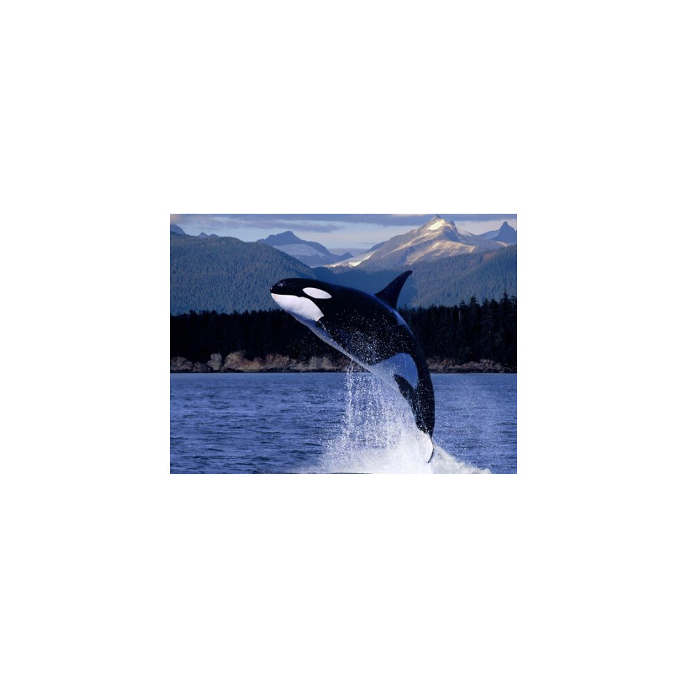 Top Banana Gifts The Killer Whale - Premium Quality Mouse Mat 5055741507177