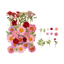 35Pcs Natural Dry Flower Leaves for Art Craft Scrapbooking-loli