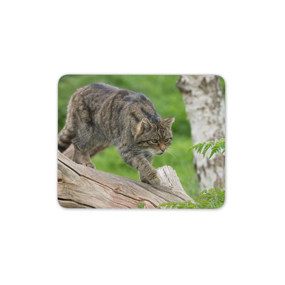 Destination Vinyl Ltd Scottish Wildcat Mouse Mat Pad - Great Britain Nature Computer #16321 7625847367432