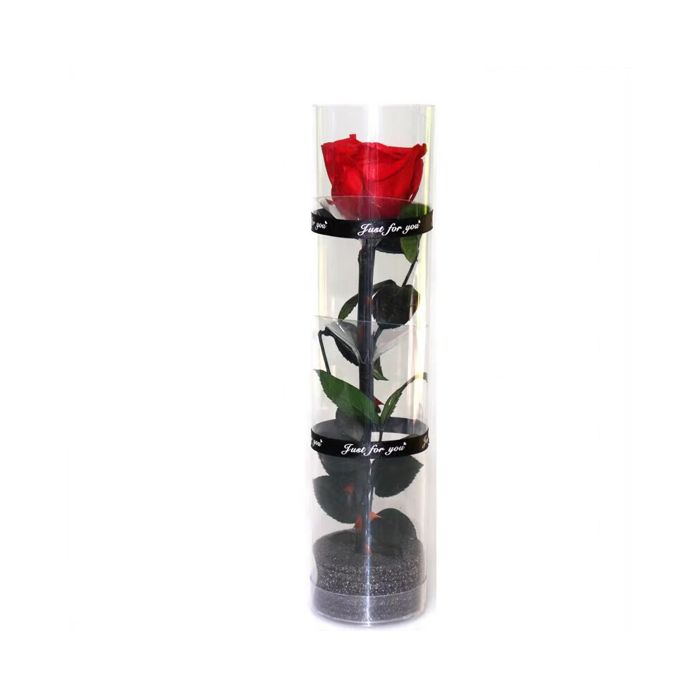 A Real Preserved Rose, Everlasting Rose, Durable Rose, Eternal Flowering Rose