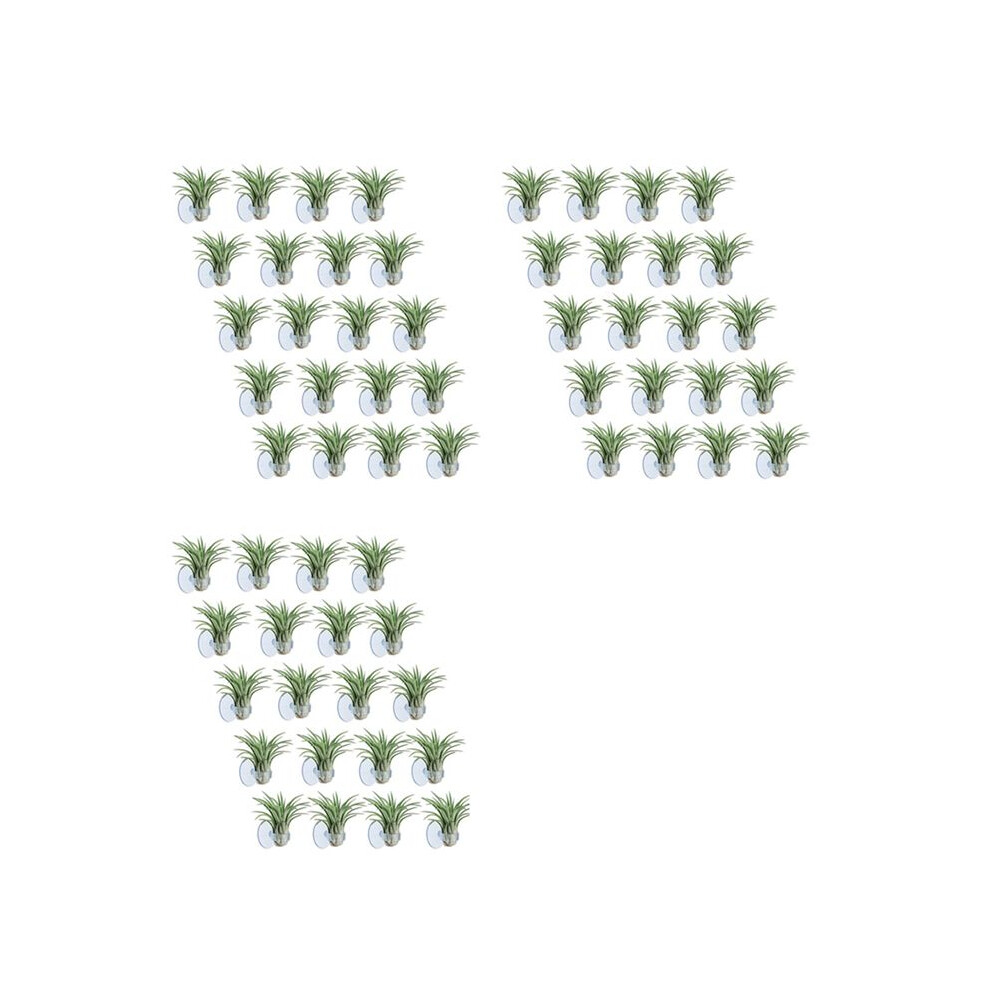 Brecantia 60 Pcs Air Plant Holder, Plant Pot Tillandsia Holder Air Plant Hanger With Suction Cup For Hanging (Plants Not Included)