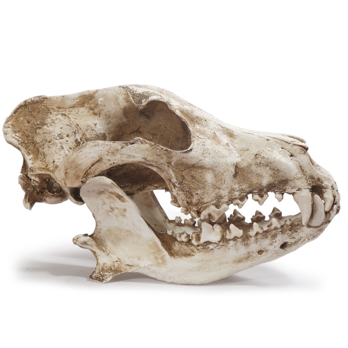 Wolfsschädel-Replika, Tierschädel-Lebensmodell Wolfsschädel-Modell 1