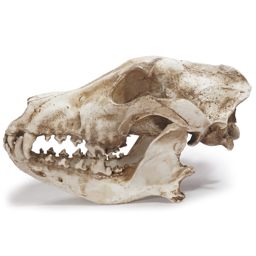 Wolfsschädel-Replika, Tierschädel-Lebensmodell Wolfsschädel-Modell 2