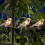 Energy Saving Solar Bird Light String Decorative Lamp For 7