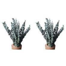 20Pack Natural Dried Eucalyptus Bundle,Preserved Fresh Eucalyptus Branches for Flower Arrangements Wedding Home Decor