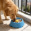 Interactive Licking Ball Slow Feeder Dog Lick Bowl for-Blue 5