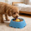 Plat pour chien à alimentation lente avec boule-Noir et bleu 6