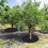 10 Pcs Garden Plant Root Protective Cover Plants Barrier Mat Small Protective Covers Non-Woven Fabric Small Protector A 5