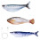 Interactief Flopping Fish Cats Toy 3 Motion-modellen Catmint 1