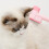 Peigne à poux pour chats et chiens, brosse avec bouton de 7