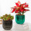 Watering Plant Pot Small Planter Garden-Translucent grey 4