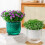 Pot de fleurs en plastique Transparent à-Couleur transparente 6