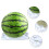 Heavy Duty Fruit Support Tray for Melons Enhances Growth and-S 5