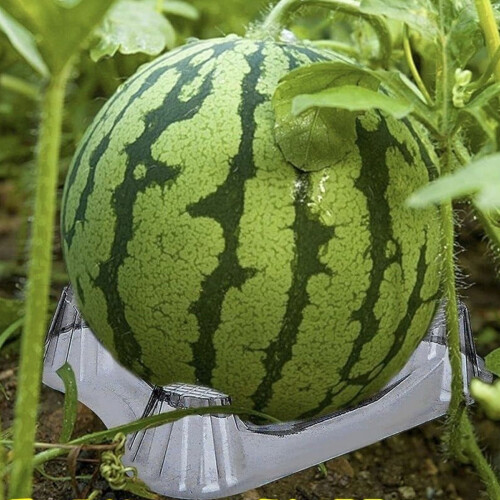 Ergonomic Watermelon Growth Tray With Reinforced Structure-S 2