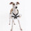 Halloween Pet Costume Martial Arts Theme Comfortable Easy-M 7