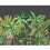 (Large (3.5m X 2.8m)) Tropical Palm Trees - Black 2