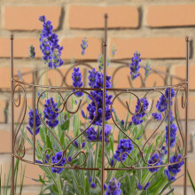 Halfronde bruine stalen plantensteun voor vaste planten