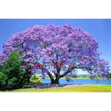 Paulownia Fastest-Growing Tree in The World 100 Seeds
